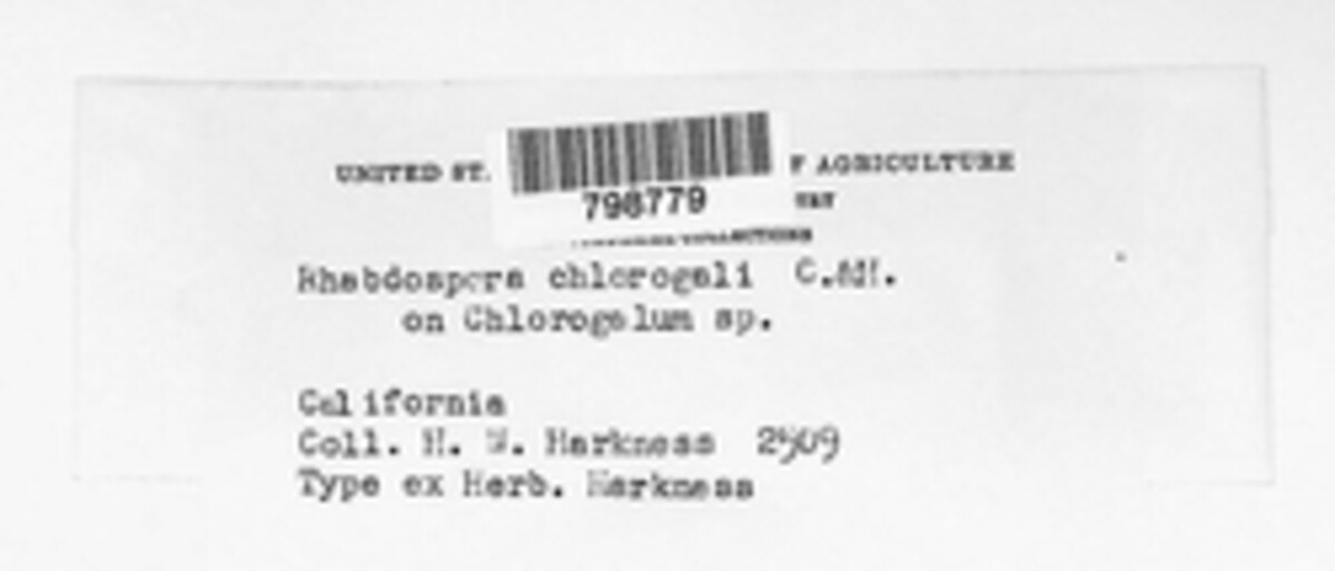 Rhabdospora chlorogali image